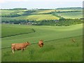 Downland, Aldbourne