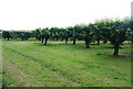 Orchards near Stone Street.