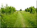 Hedon Footpath