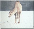 Dromedary, Whipsnade