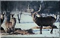 Herd of Chital, Whipsnade