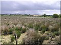 Caldanagh Townland