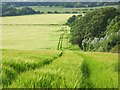 Barley, Wanborough