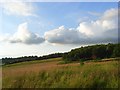 Fields and woodland, Compton