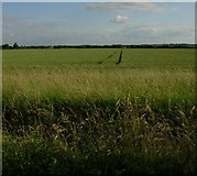 TL5258 : Field of wheat by Hugh Venables