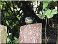 The Blue Tit