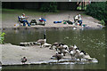 Geese and fishermen