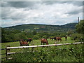 Above Llangynidr: grazing land, with horses