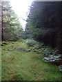 Forest Path to Loch Knockie