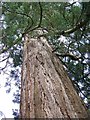 Wellingtonia (Sequoiadendron giganteum), St Marks Churchyard