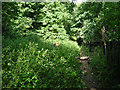 Footpath through a clearing in Roughill Wood