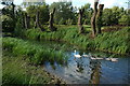 River Avon at Malmesbury