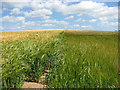 Two fields of barley