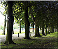 Trees in East Park