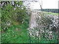 Triangulation pillar and hedgerow,  Alkington