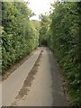 Narrow lane with tall hedgerows to the north east of Hafodheulog