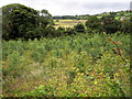 Plantation of Young Trees, Boggle Hill Road