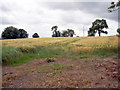 Ripening Corn, Boggle Hill Road