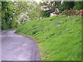 Flower covered verge, Kilspindie