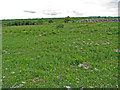 M2100 : Burren stony meadow by C Michael Hogan