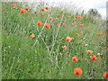 Railway poppies