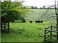 Inquisitive cattle on farmland near Acrise Place