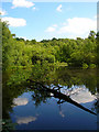 Pond, Woolbeding Common