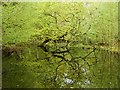 Pool near Botany Bay Plantation