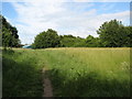 Badocks Wood meadow