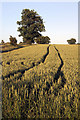 TL8063 : Wheat field in Little Saxham by Bob Jones