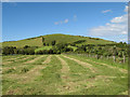 Silage crop