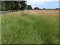 Path towards the trig point