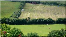 ST4716 : Fields near Norton Sub Hamdon by Nigel Mykura