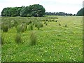 Juncus swath meets wildflower meadow