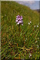 NH2393 : Heath Spotted-orchid (Dactylorhiza maculata) by Ian Capper