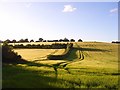 SU6275 : Barley, Tidmarsh by Andrew Smith