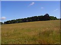 Grassland, Easthampstead