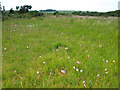 NX2453 : Marsh Orchids near Culroy by David Baird