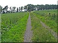 Farm track vanishing into the treeline