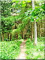 Footpath from car park into Eymore Wood