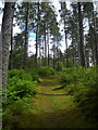 Footpath in Strathyre Forest