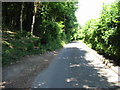 Looking NW along road through Neck Wood