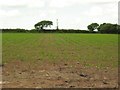 Perspective view of seedlings