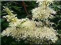 Meadowsweet in the hedgerows