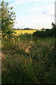 Field from Inside Orchid Wood