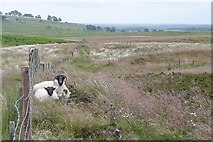 NZ0395 : Sheep on Blueburn Knowe by Graham Horn