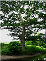 Fine tree by The Teign