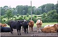 Cattle, Barford Park Farm