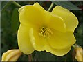 Evening Primrose (Oenothera biennis)