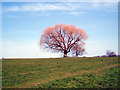 Tree on a hill